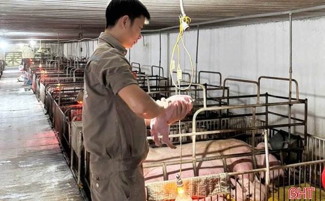 Khó khăn bủa vây, người chăn nuôi không để "đứt gãy" chuỗi sản xuất