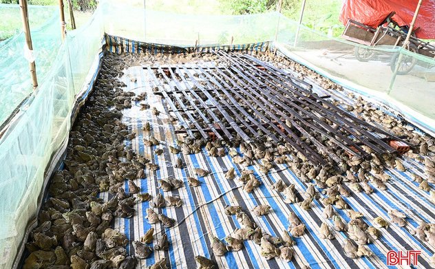 Nuôi ếch Thái Lan mở hướng làm giàu ở vùng biên giới 