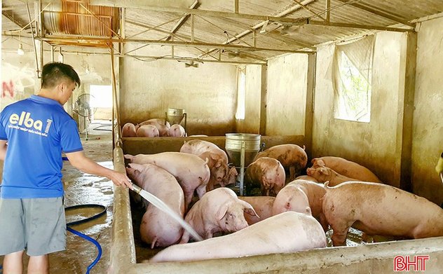 An toàn sinh học, lợi ích "kép” cho chăn nuôi nông hộ 