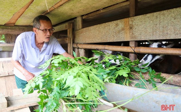 Người dân xã Vũ Quang ổn định cuộc sống nhờ chăn nuôi dê