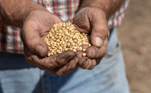 Đậu nành - mặt trận mới trong thương chiến Mỹ - Trung