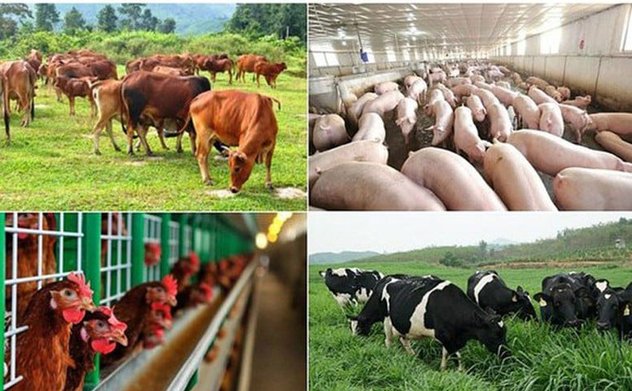 Quy định mức hỗ trợ khắc phục dịch bệnh động vật trên địa bàn tỉnh Hà Tĩnh