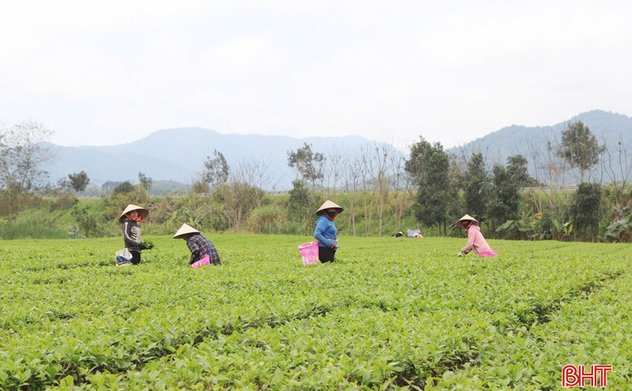Tổng đội Thanh niên Tây Sơn - "khi ta đi đất bỗng hóa tâm hồn" 