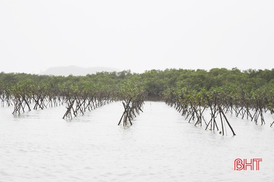 Các loài cây thích nghi với môi trường rừng ngập mặn và ứng dụng của chúng trong bảo vệ môi trường? 
