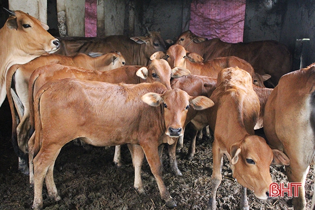 BTV Tỉnh ủy Hà Tĩnh yêu cầu thực hiện quyết liệt công tác phòng, chống dịch bệnh viêm da nổi cục trên trâu, bò