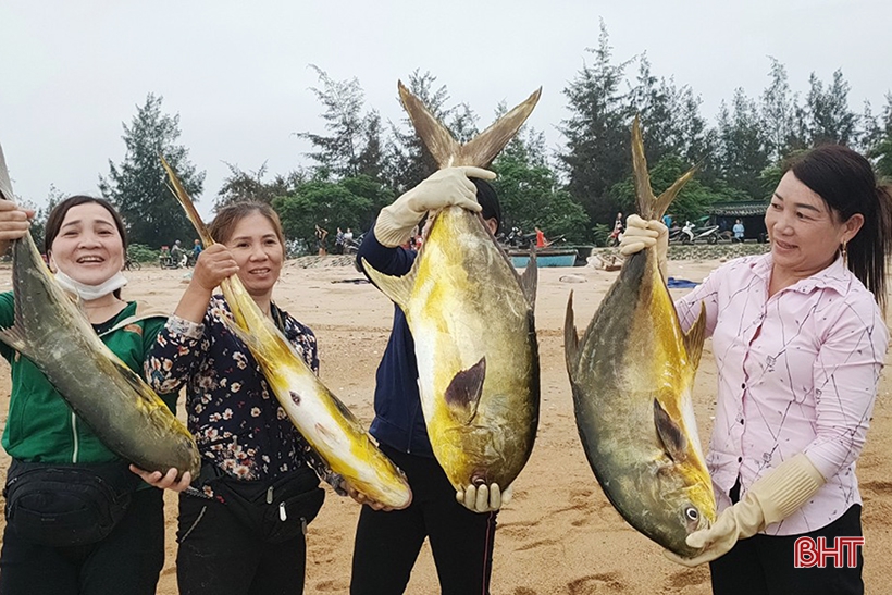 Ngư dân Hà Tĩnh trúng 2 tấn cá vàng dương, thu hơn 600 triệu đồng