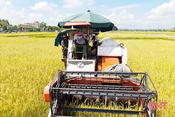 Nông dân Thạch Hà hối hả thu hoạch lúa hè thu