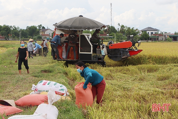Địa phương đầu tiên ở Hà Tĩnh hoàn thành thu hoạch lúa hè thu, dẫn đầu về năng suất