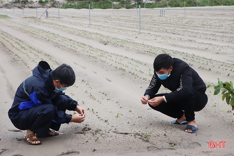 Cơ quan chuyên môn Sở NN&PTNT Hà Tĩnh dự báo tình hình dịch hại cây trồng vụ đông và hướng dẫn phòng trừ