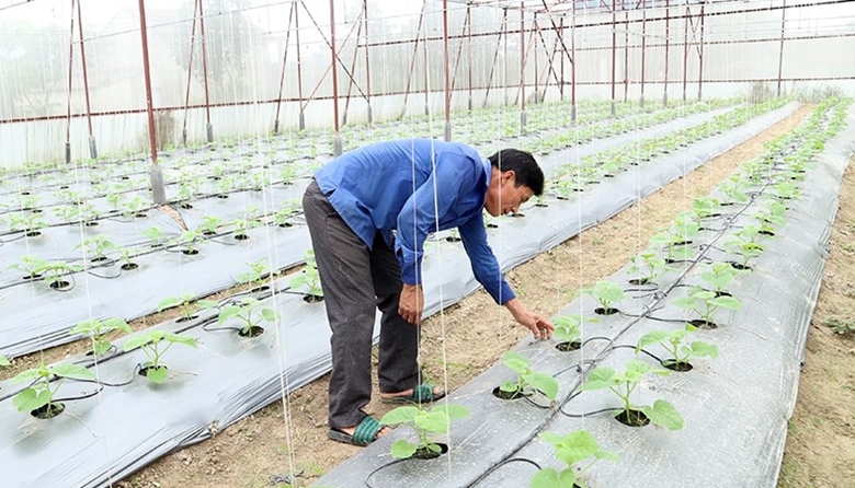 Nông nghiệp đô thị và giải pháp chuyển đổi số trong nông nghiệp đô thị tại Thành phố Hà Tĩnh