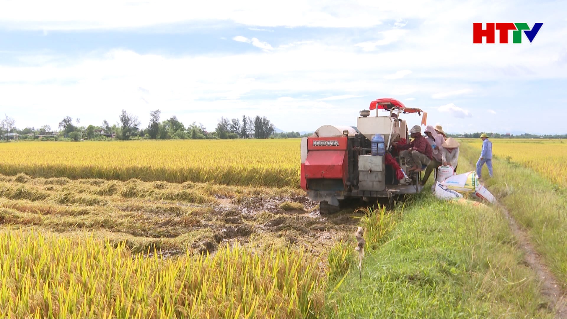 Nông dân Hà Tĩnh khẩn trương thu hoạch lúa Xuân