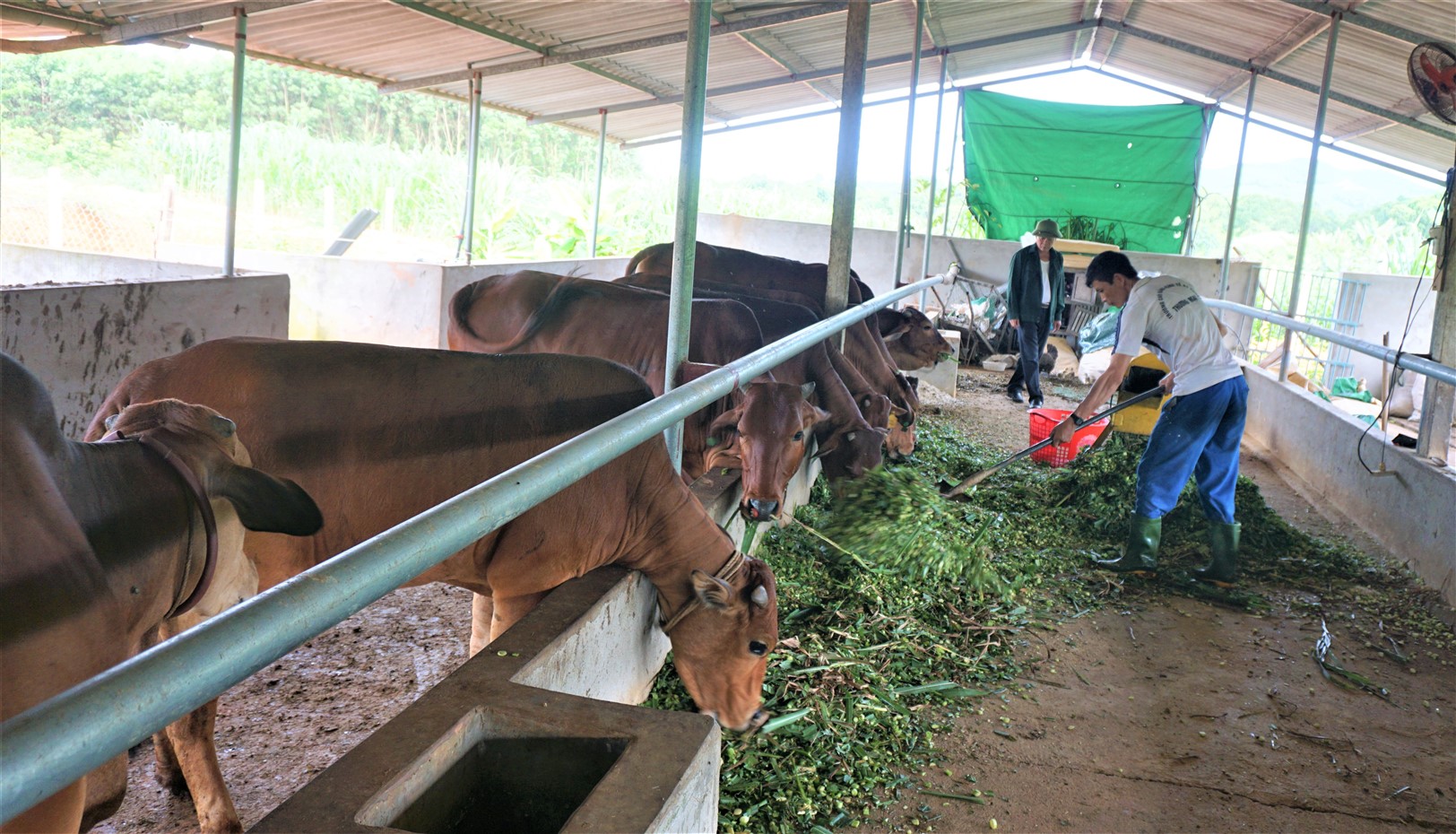Đẩy mạnh phát triển chăn nuôi ở xã nông thôn mới kiểu mẫu
