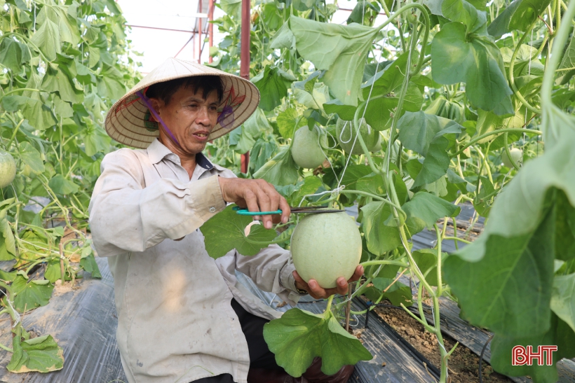 Nông dân Thạch Hà “đội nắng” thu hoạch dưa lưới