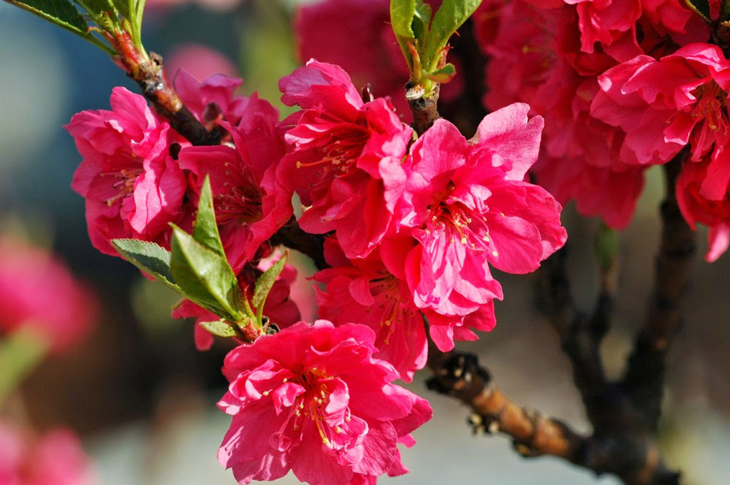 Những hình ảnh tết hoa đào đẹp ngất ngây của mùa xuân