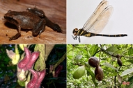 Công bố với thế giới 4 loài động, thực vật mới tại Vườn Quốc gia Vũ Quang