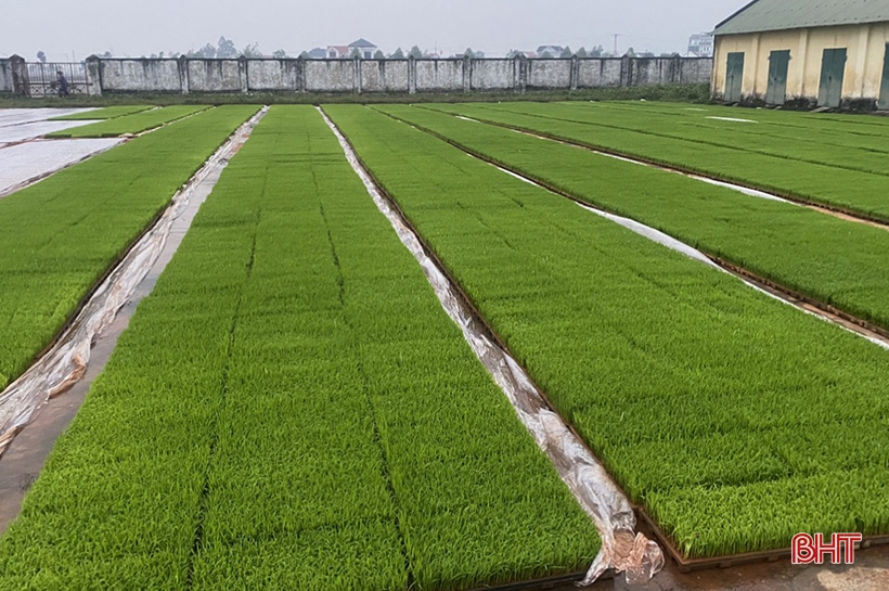 Can Lộc hoàn thành 99,8% diện tích gieo cấy lúa vụ xuân