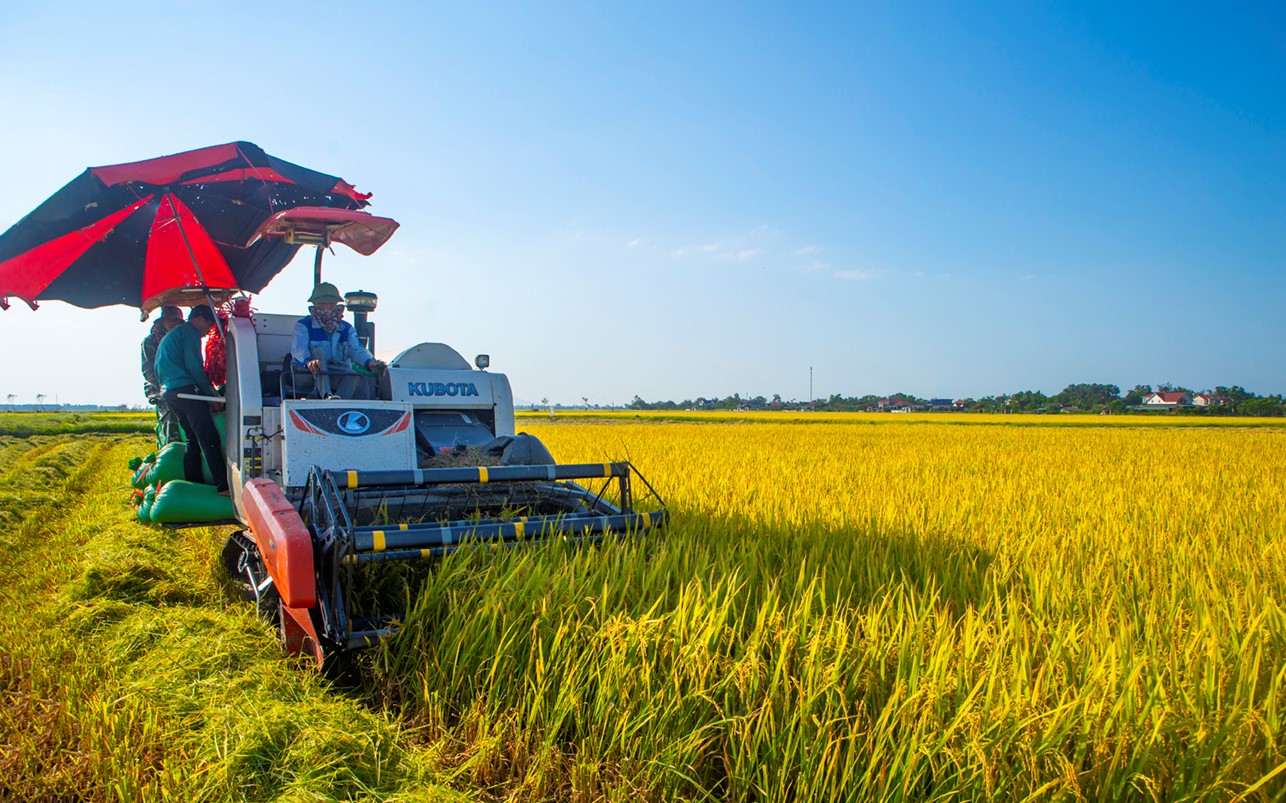 Hà Tĩnh ban hành công điện đẩy nhanh thu hoạch lúa Xuân triển khai sản xuất vụ Hè Thu 2023