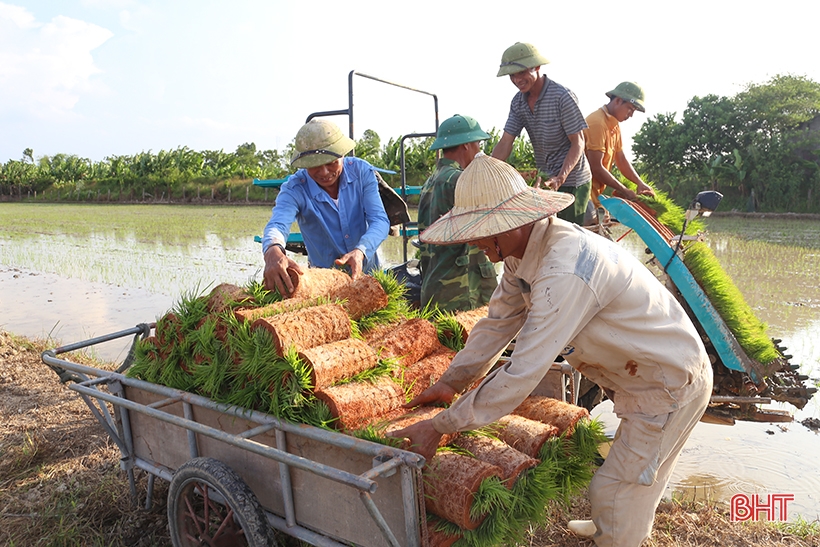 Thí điểm mô hình sản xuất lúa hữu cơ ở Can Lộc