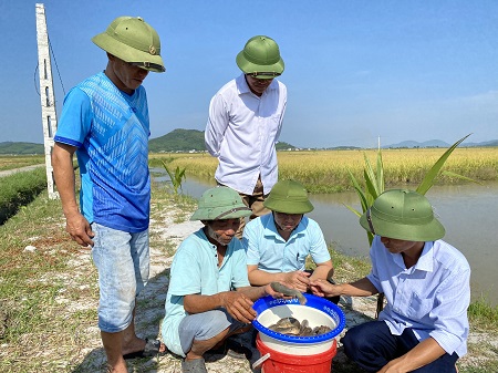 Quy định mới về nuôi trồng thủy sản kết hợp trồng lúa