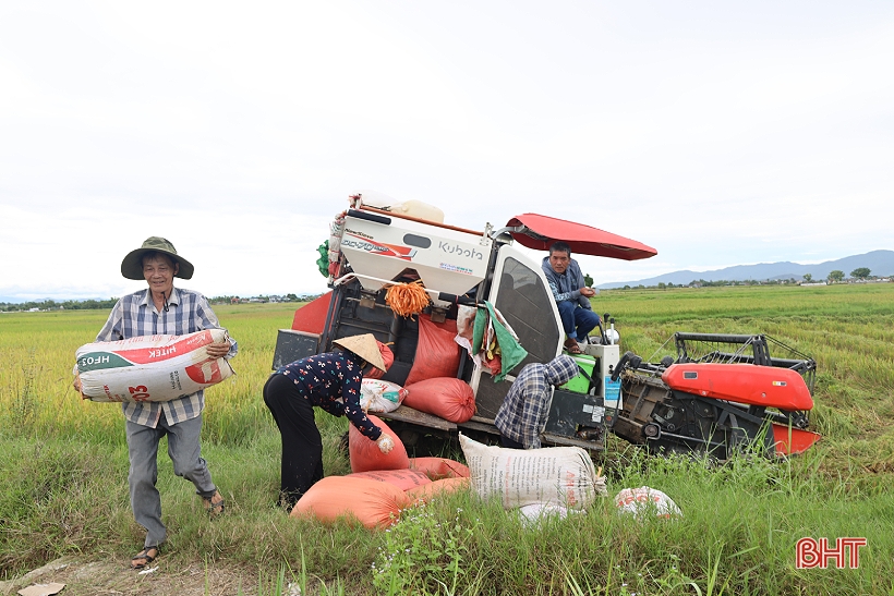 Mưa cận kề, nông dân Hà Tĩnh khẩn trương thu hoạch lúa hè thu cuối vụ