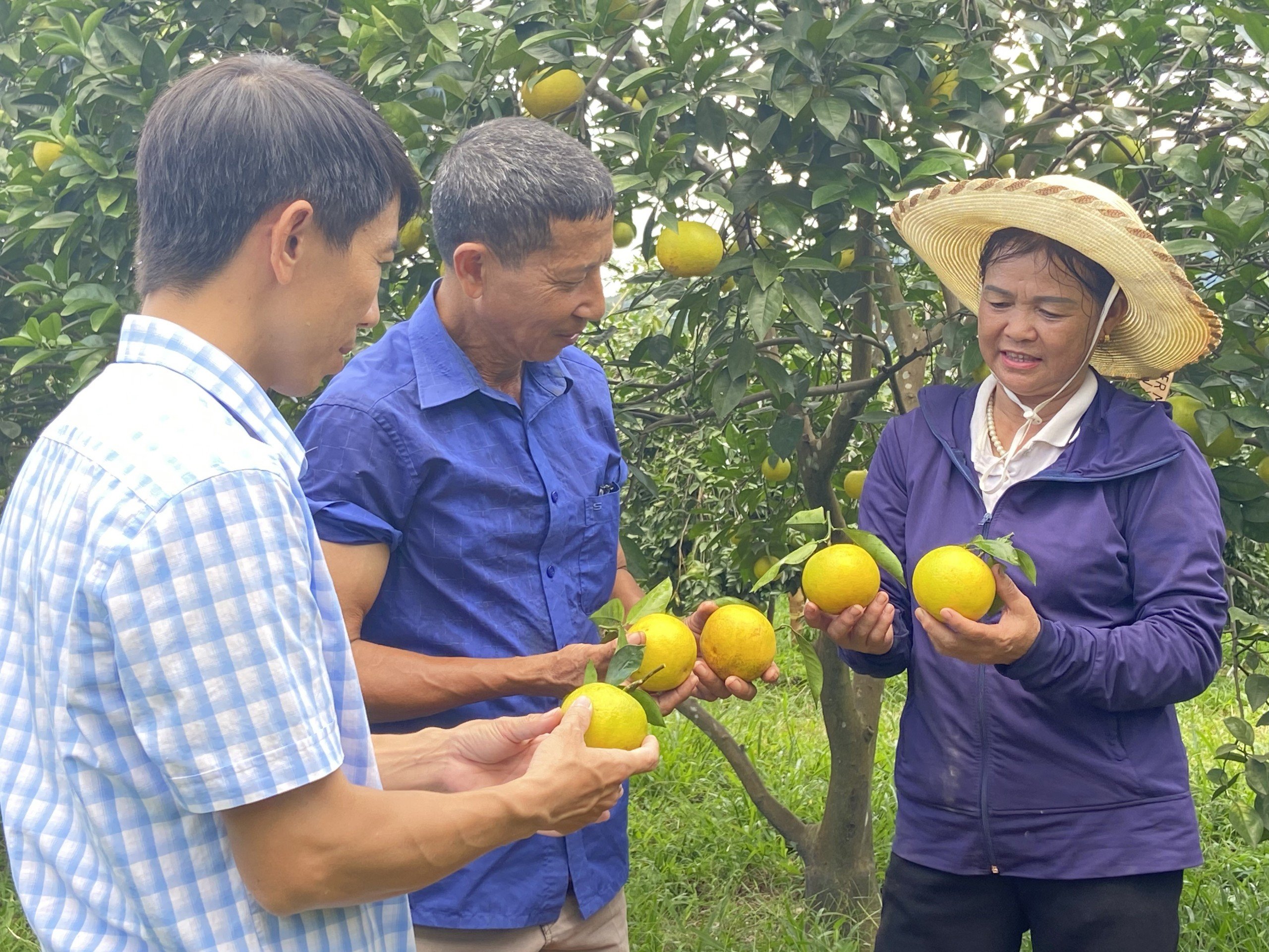 Hà Tĩnh đẩy mạnh phát triển  nông nghiệp hữu cơ