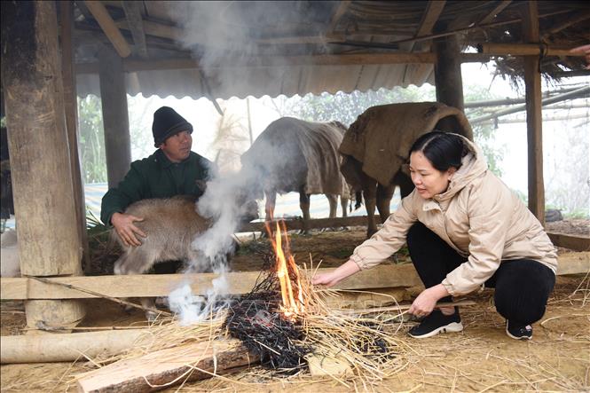 Khả năng có nhiều đợt rét đậm, rét hại trong 2 tháng đầu năm 2025