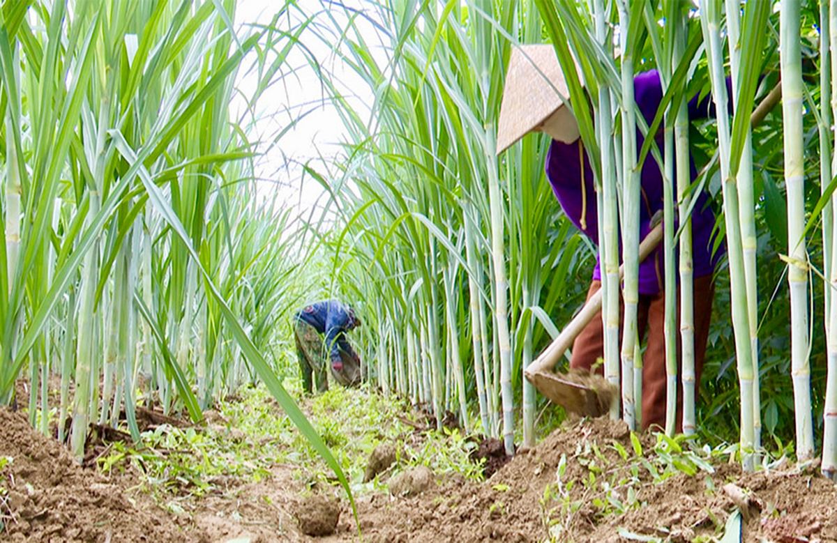 Những ‘cánh chim’ đưa nông thôn mới Hà Tĩnh vươn cao
