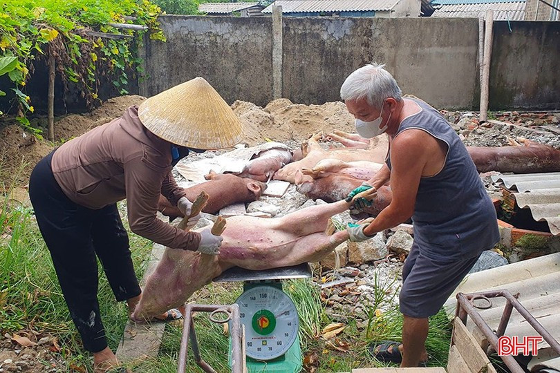 Quyết định 2165/QĐ-UBND tỉnh ngày 28/8/2025 về việc cấp kinh phí cho các địa phương hỗ trợ chủ chăn nuôi có gia súc phải tiêu huỷ do dịch bệnh.