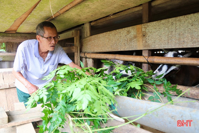 Người dân xã Vũ Quang ổn định cuộc sống nhờ chăn nuôi dê