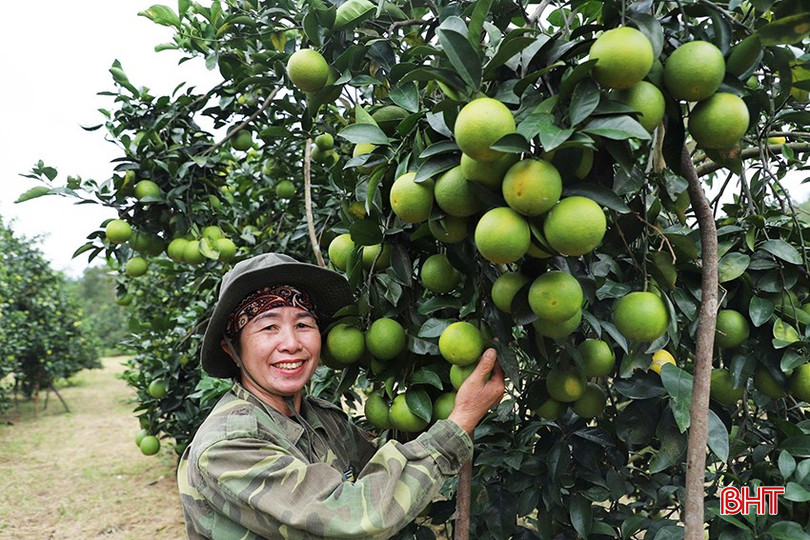 Cam Thượng Lộc được mùa, được giá