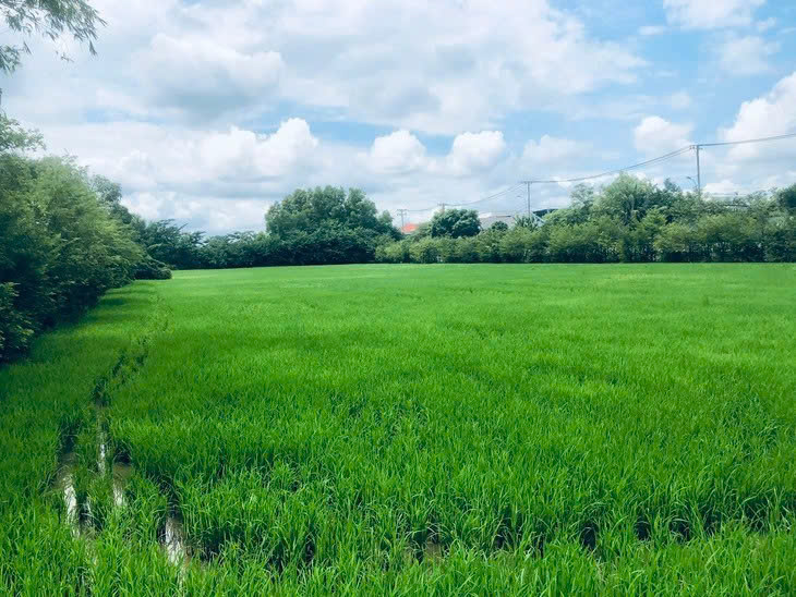 Xác định người đồng sử dụng đất hộ gia đình khi số hóa dữ liệu trên VNeID như thế nào?