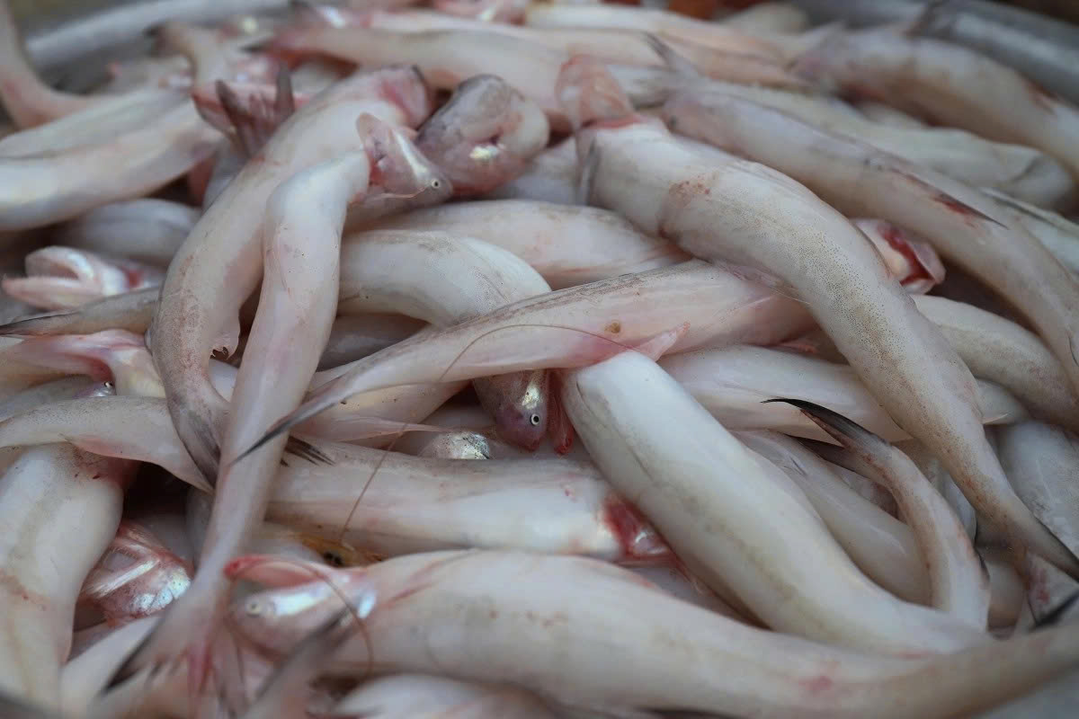 Phát hiện cá nhiễm Formol tại một số chợ Hà Tĩnh